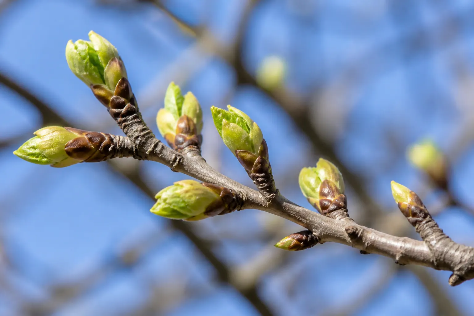 marzo — March